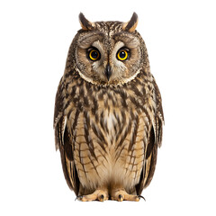 Naklejka premium Front view full body shot of an extremely perfect looking single Long-eared Owl bird isolated on a white transparent background 