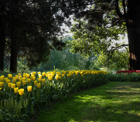 Beautiful tulips and trees in park. Spring flowers