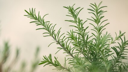 Fototapeta premium Outdoor rosemary growing fresh and green