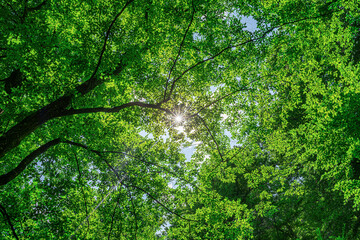 Beautiful view of a forest canopy with sunlight filtering through the lush green leaves, creating a mesmerizing play of light and shadows.
