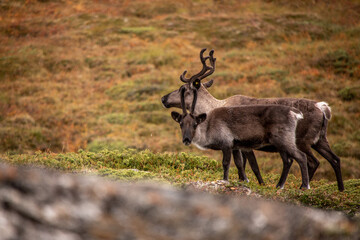 Rentiere in Skandinavien