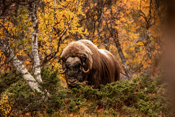 moschusochse im wald