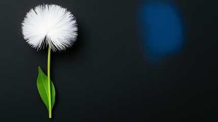 Abstract White Flower on Black: An isolated white flower with a fluffy bloom and green stem stands tall against a stark black backdrop.