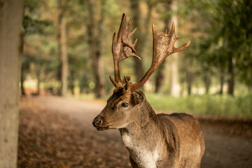 Hirsch im Wald