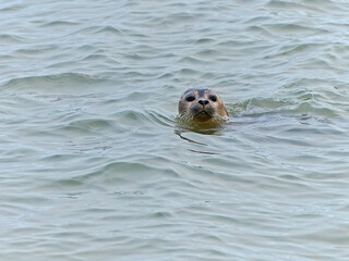 seal in water