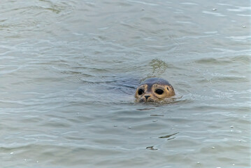 seal swimming in the water