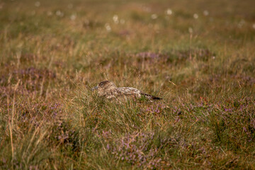 eine braune möwe brütet im gras