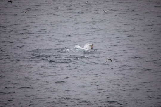 orcas vor der k&uuml;ste in norwegen