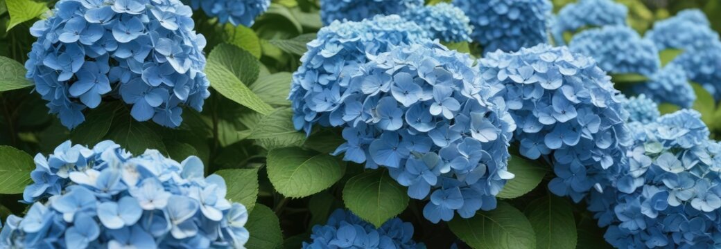 Large clusters of vibrant blue hydrangea flowers in full bloom against a bright green garden background, purple, flowers