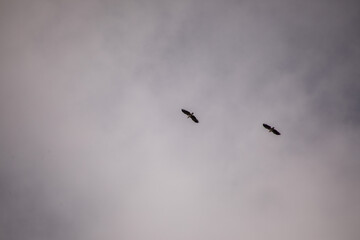 zwei vögel am bewölkten himmel