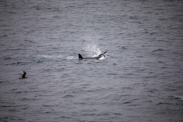 Fototapeta premium orcas vor der küste in norwegen