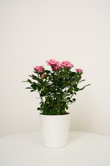 A Stunning Arrangement of Beautiful Pink Roses in a Charming White Pot on a Simple Table