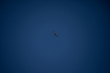 zwei vögel spielen miteinander am blauen himmel