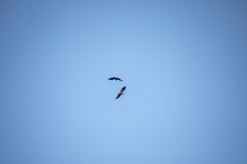 zwei vögel spielen miteinander am blauen himmel