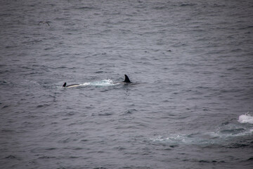Fototapeta premium Orcas in freier wildbahn vor der küste von Norwegen