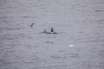 Naklejka premium Orcas in freier wildbahn vor der küste von Norwegen