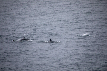 Fototapeta premium Orcas in freier wildbahn vor der küste von Norwegen