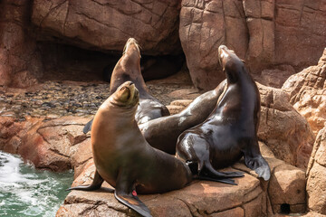 Obraz premium Three seals are laying on a rock near a body of water