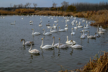 Swans and ducks swim in the lake