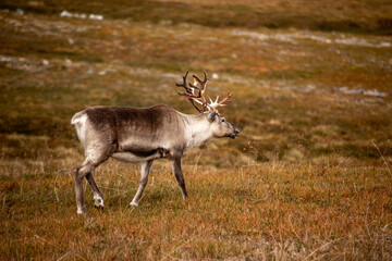 rentier in norwegen