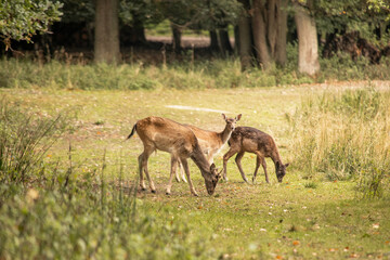 rehe auf großer lichtung 