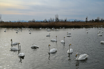 Swans and ducks swim in the lake