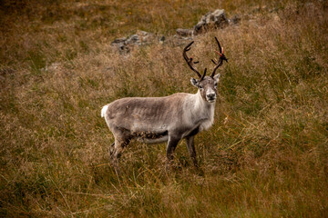 rentier in norwegen
