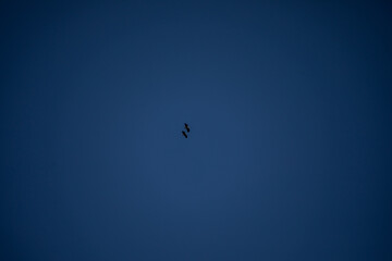 zwei vögel spielen miteinander am blauen himmel