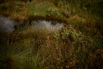 Sumpf, Moor, in Norwegen