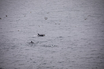 Orcas in freier wildbahn vor der küste von Norwegen