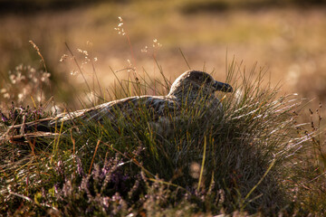 braune Möwe im Gras