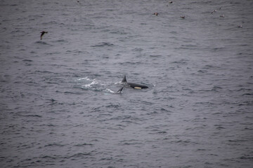 Orcas in freier wildbahn vor der küste von Norwegen