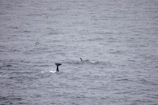 Flosse von Orca