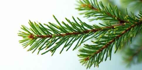 Naklejka premium Evergreen tree branch isolated on white background with festive holiday atmosphere, fir, branch