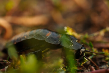 Cockroach Crawling Through Green Grass