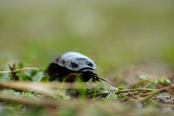 Cockroach Crawling Through Green Grass