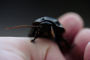 Madagascar Hissing Cockroach on Human Hand