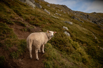 schaf blickt zur&uuml;ck in schr&auml;ger berglandschaft