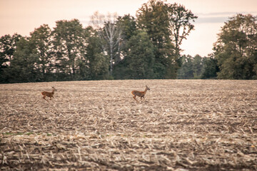 rehe auf einem Acker