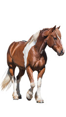 Fototapeta premium Brown and white horse walking on transparent background.