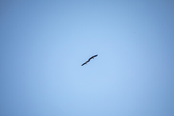 Zwei Vögel am Himmel mit ausgebreiteten Flügeln, die sich berühren
