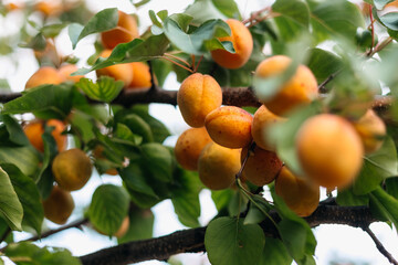 Close-up view of ripe apricots hanging on a tree branch, nestled among vibrant green leaves in a sunlit orchard, showcasing their readiness for harvest in the summer season. Gardening, crops, fruits