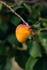 Close-up view of ripe apricots hanging on a tree branch, nestled among vibrant green leaves in a sunlit orchard, showcasing their readiness for harvest in the summer season. Gardening, crops, fruits