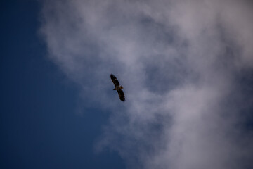 Vogel von unten mit ausgebreiteten Flügeln in der Freiheit