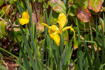 Obraz premium Yellow blossoms of Iris, Madeira, Portugal