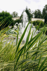 Vibrant green and yellow ornamental grasses framing a splashing fountain enhance elegance and...