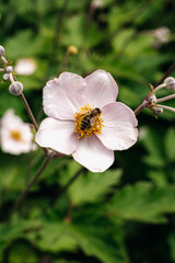 Close-up of a honey bee pollinating a pale pink japanese anemone flower against a blurred green background, highlighting the beauty of nature and bees' vital role in pollination