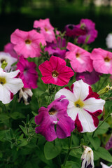Beautiful petunia flowers are showcasing their vibrant colors in a lush garden setting, creating a captivating display of nature's beauty during the summertime