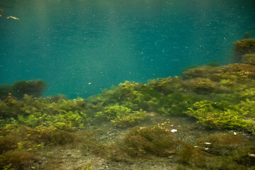 Grüne Pflanzen unter einer türkisen Wasseroberfläche