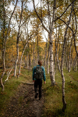 Fototapeta premium Wanderer im hellen Birkenwald bei Tageslicht
